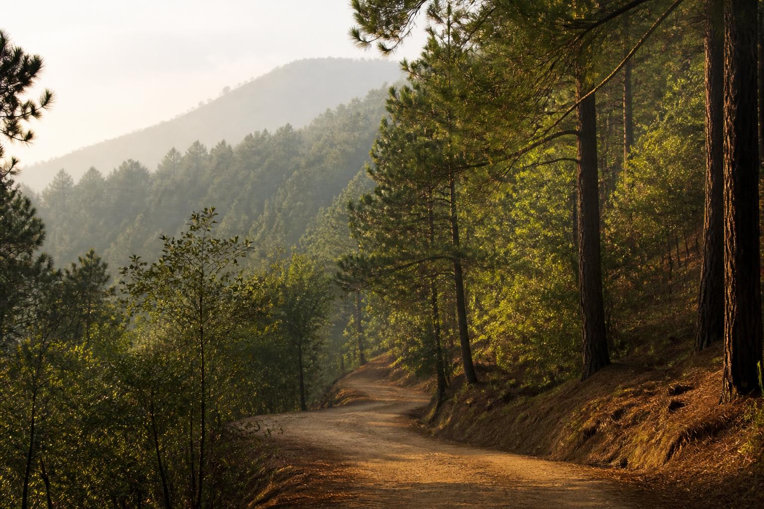 Pine forest hillside in morning light